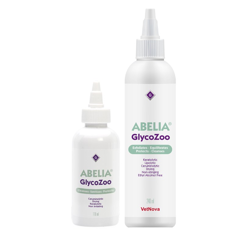 ABELIA BODEGON