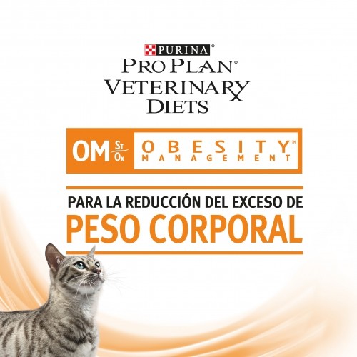 GATO SECO OBESIDAD