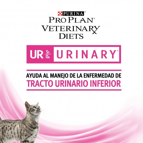 GATO SECO URINARIO
