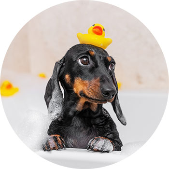 Higiene y Desinfección | To Pets