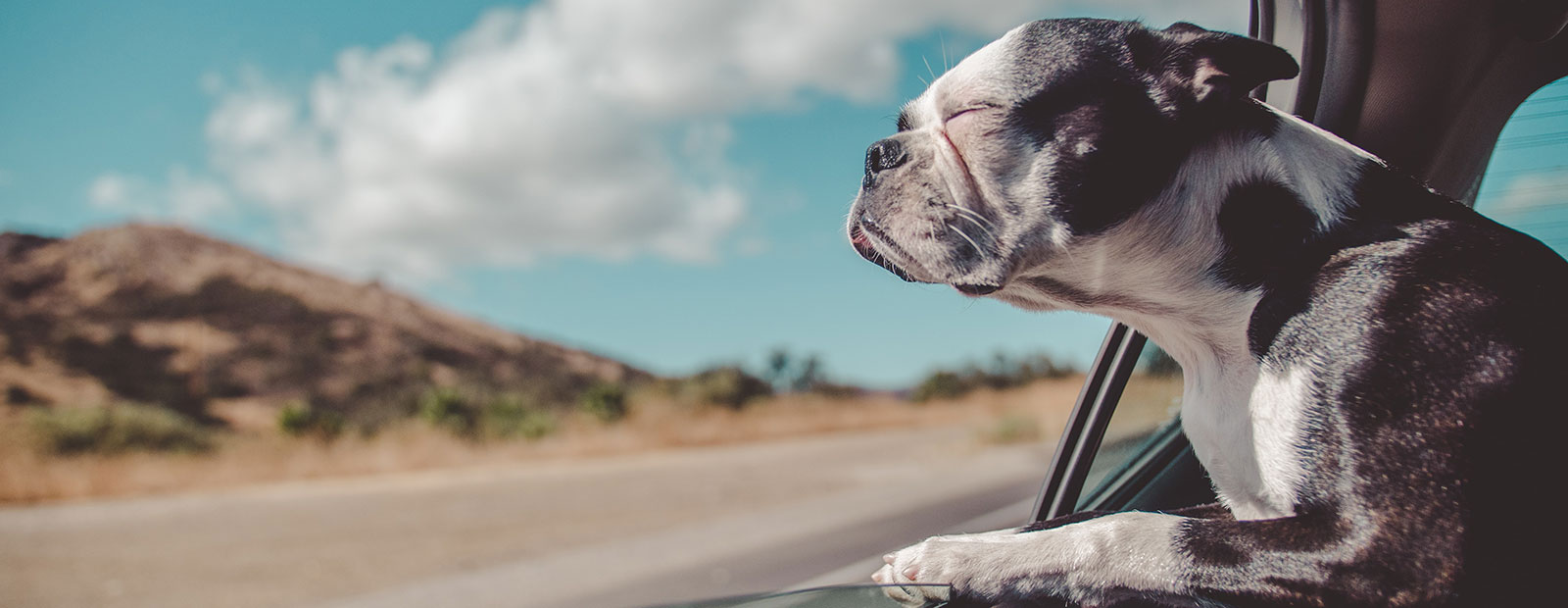 https://www.to-pets.com/sites/default/files/revslider/image/to-pets-megabanner-01.jpg